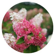 Up close photo of Pinky Winky Prime® Panicle Hydrangea