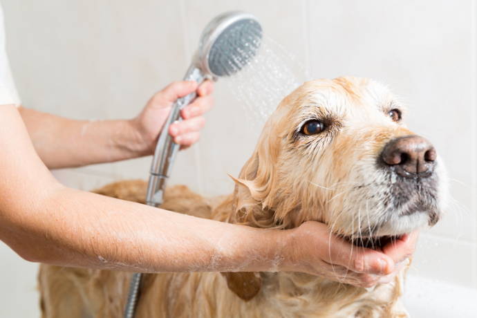 5 Tips To Help You Groom Your Dog At Home - Team K9