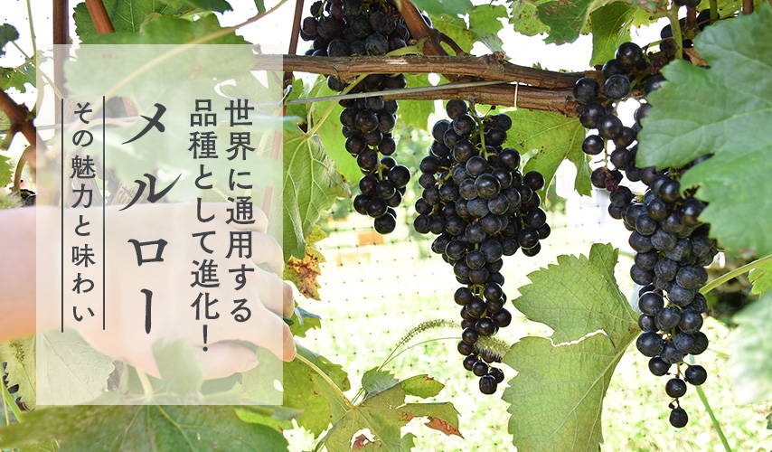 世界に通用する品種として進化！メルロー – wa-syu /日本ワイン限定通販