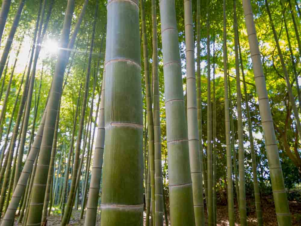Bamboo Growing in Forest