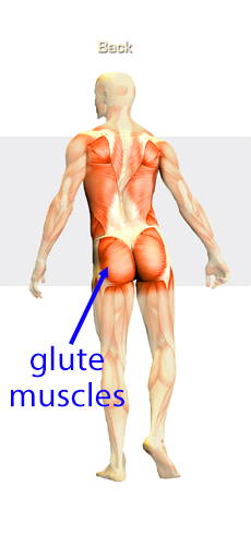 glute muscles