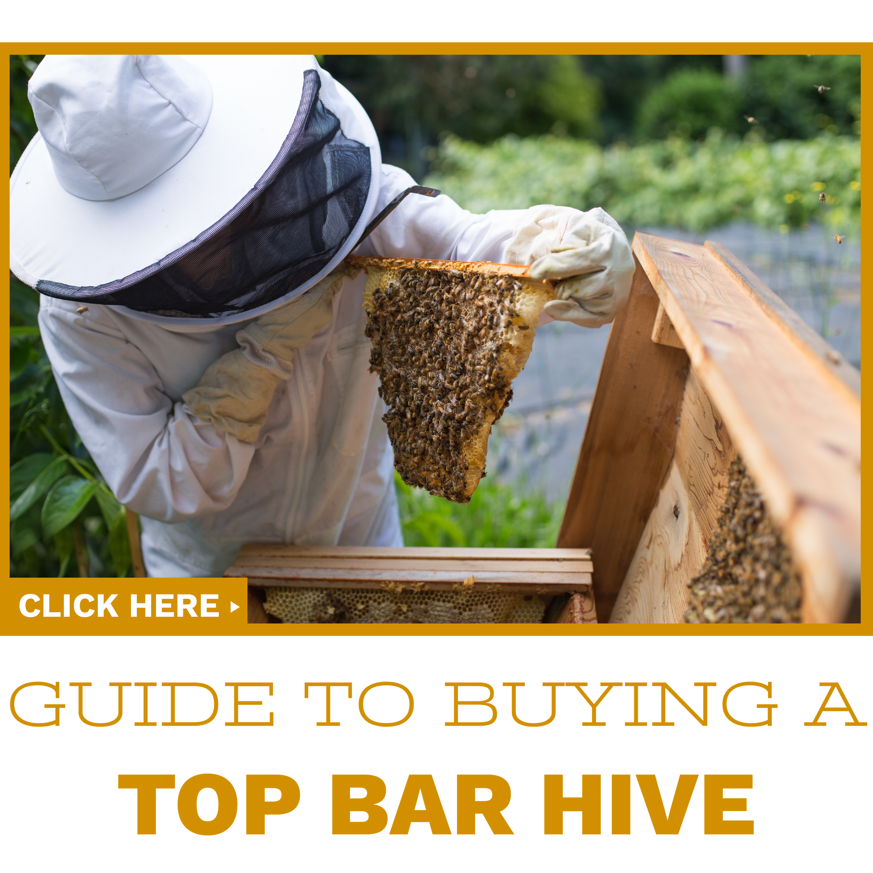 Click to read our guide to buying your first top bar hive