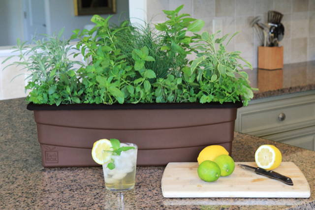 Herbs growing on an indoor countertop within a brown EarthBox Junior gardening box