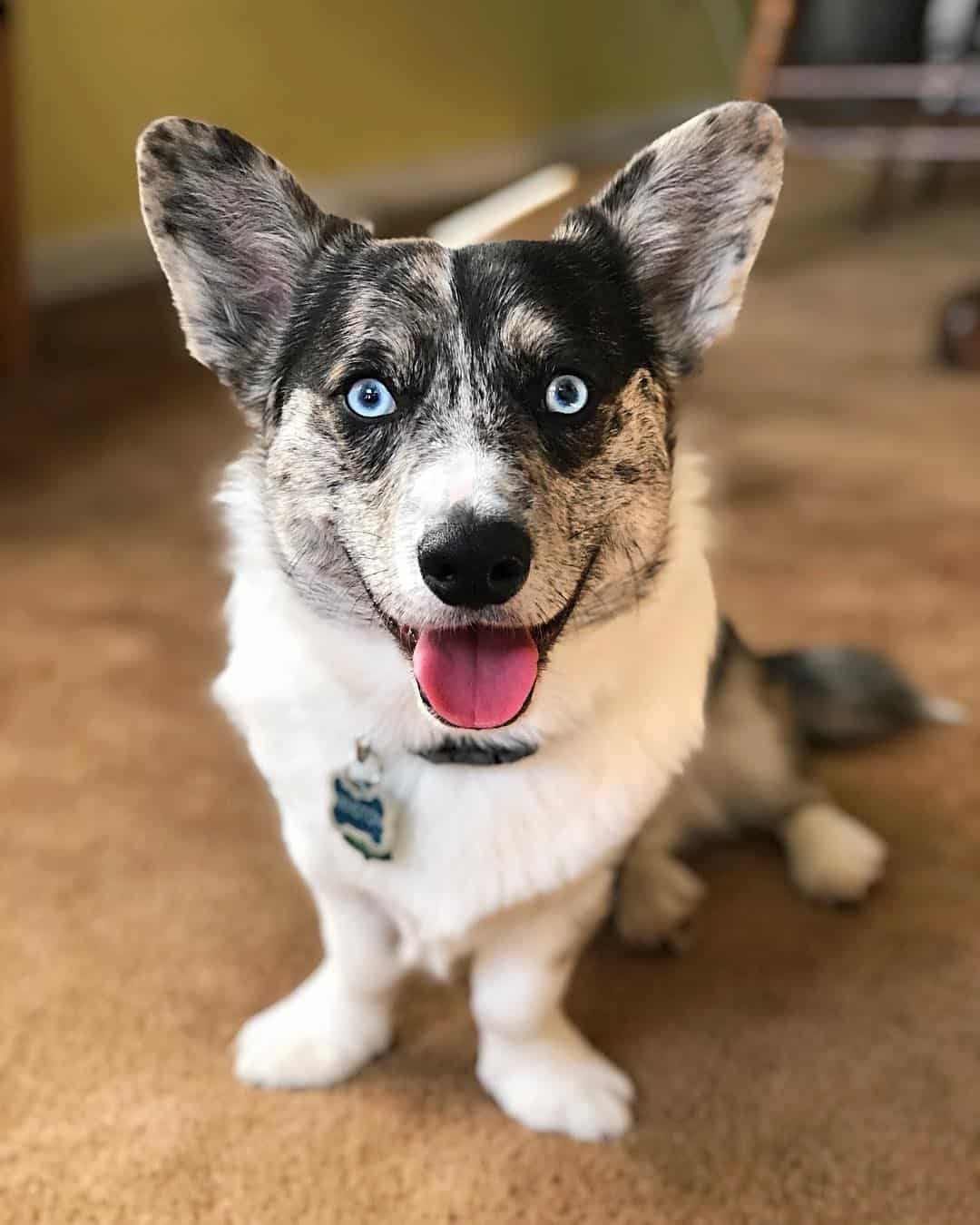 corgi husky mixes are a wonderful hybrid breed