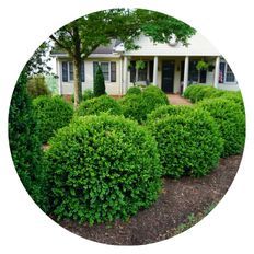 Photo of NewGen Independence® Boxwood
