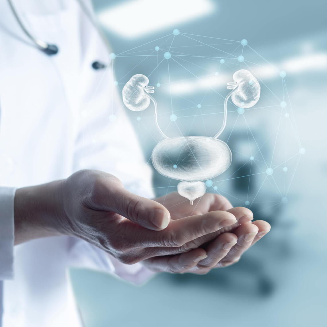 A doctor holding a digital representation of the urinary system.