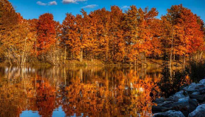 Trees in fall