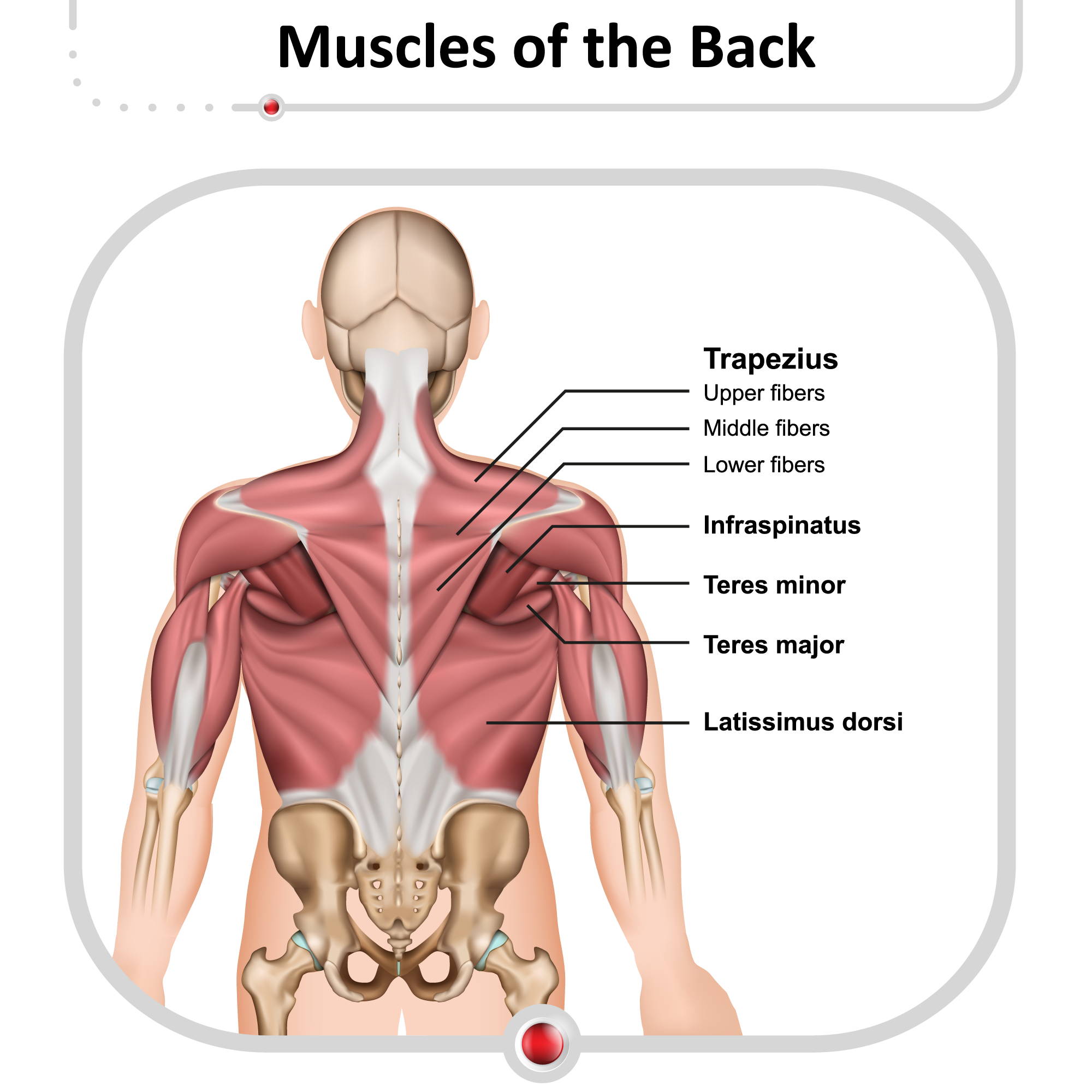 Upper Back Pain – Kinesiology Sports Tape