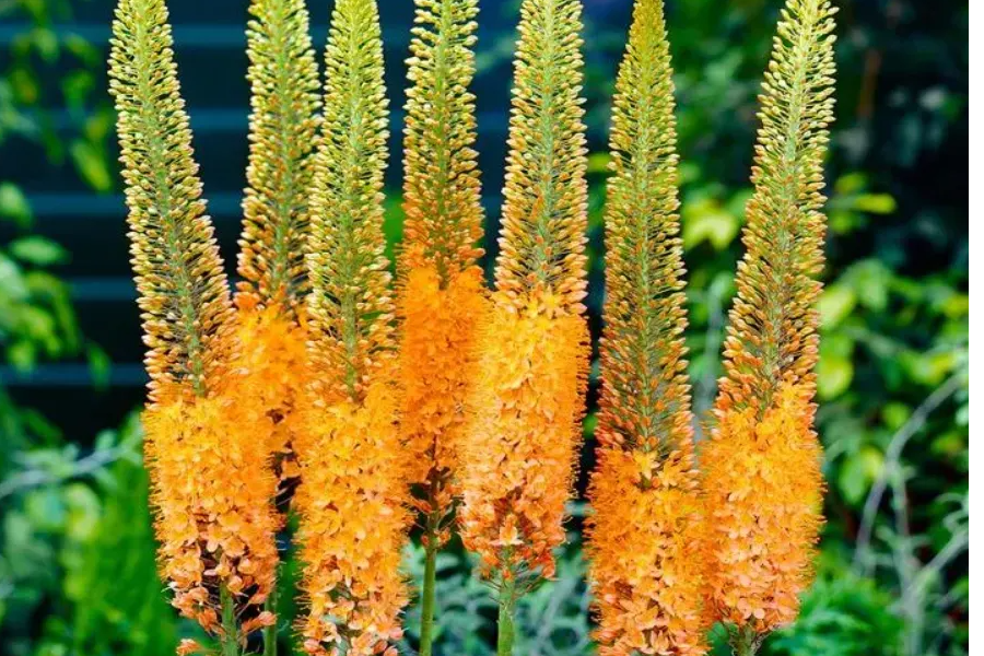 Eremurus