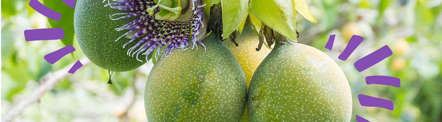 Passion Fruit- Babo Botanicals