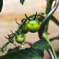 Green tomatoes on the vine