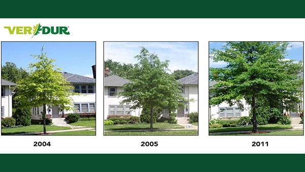 A timeline of a tree being treated using Verdur