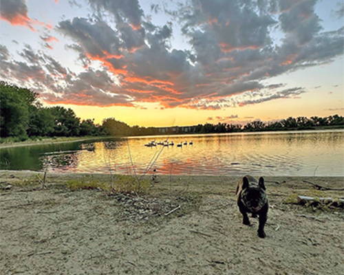 cyanobacteria-toxic-to-dogs