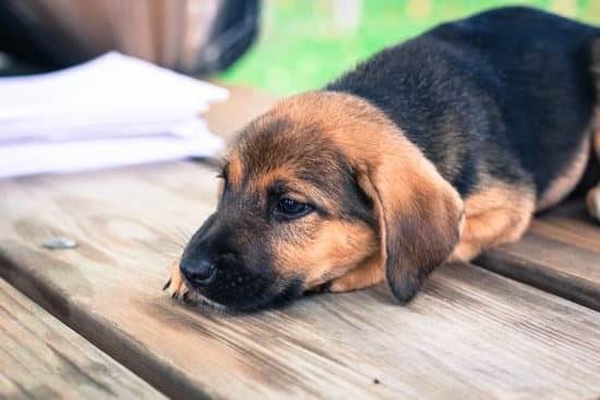 A tan and black puppy lays its head on a wooden deck