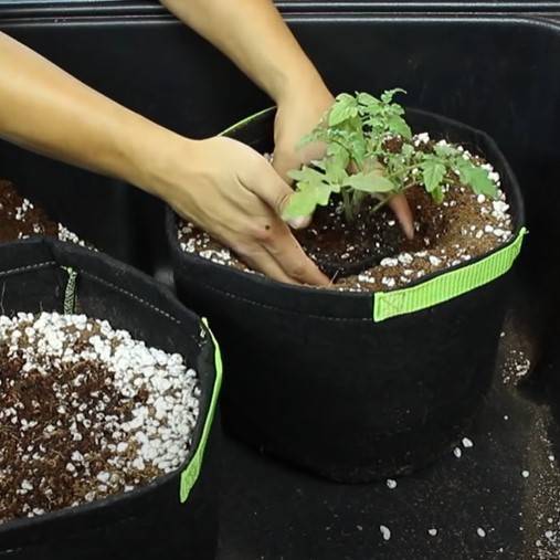 Growing Plants Using Fabric Pots and Soil