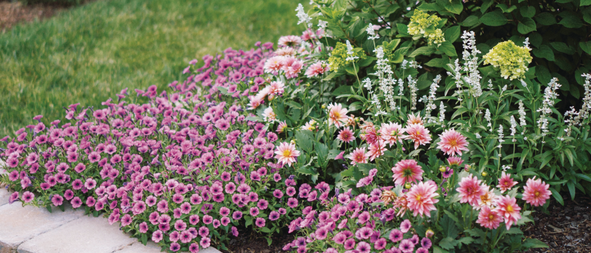 Garden full of Annuals