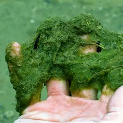 String Algae bloom treatment