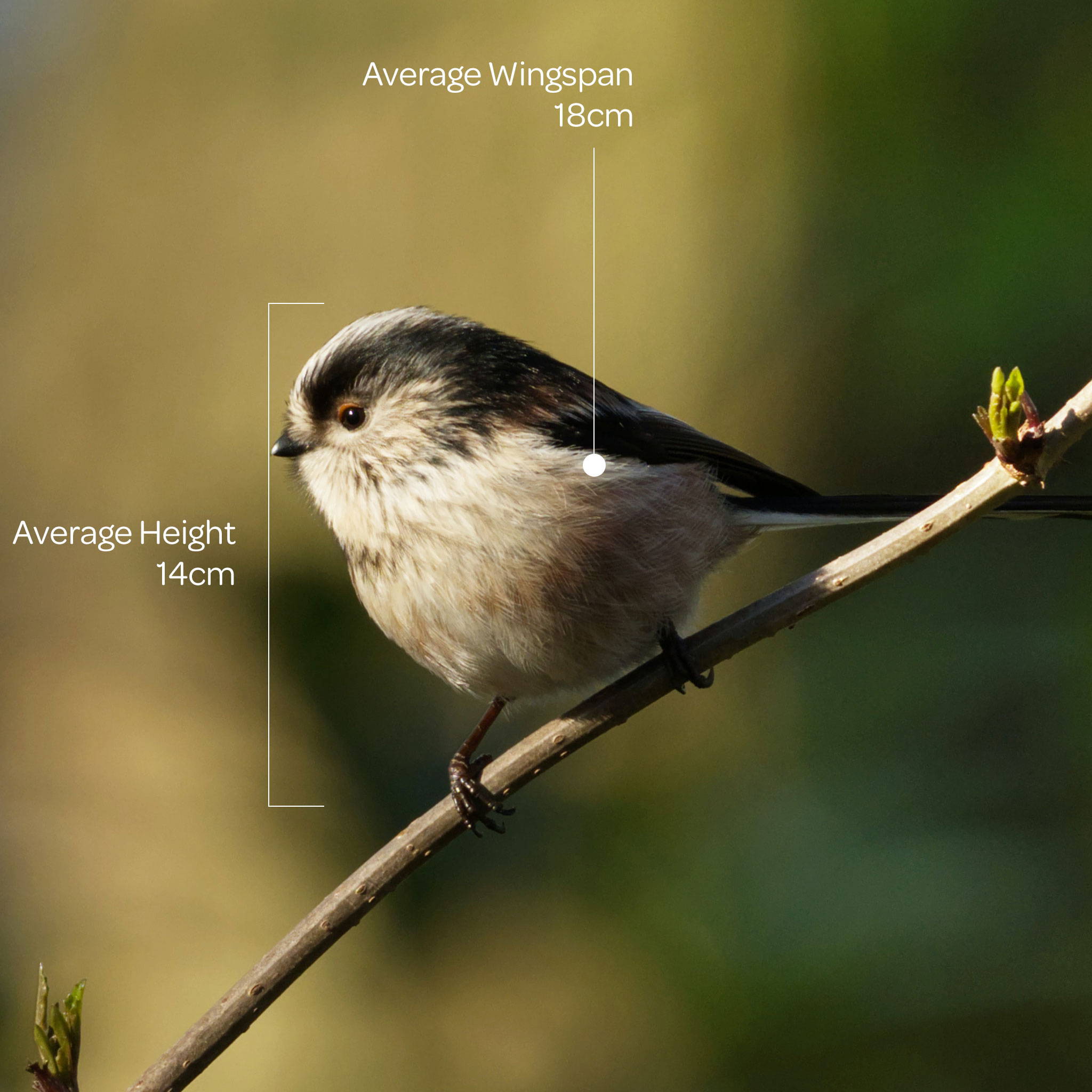 Bird Guide: Great Tit - Advice – Peckish UK