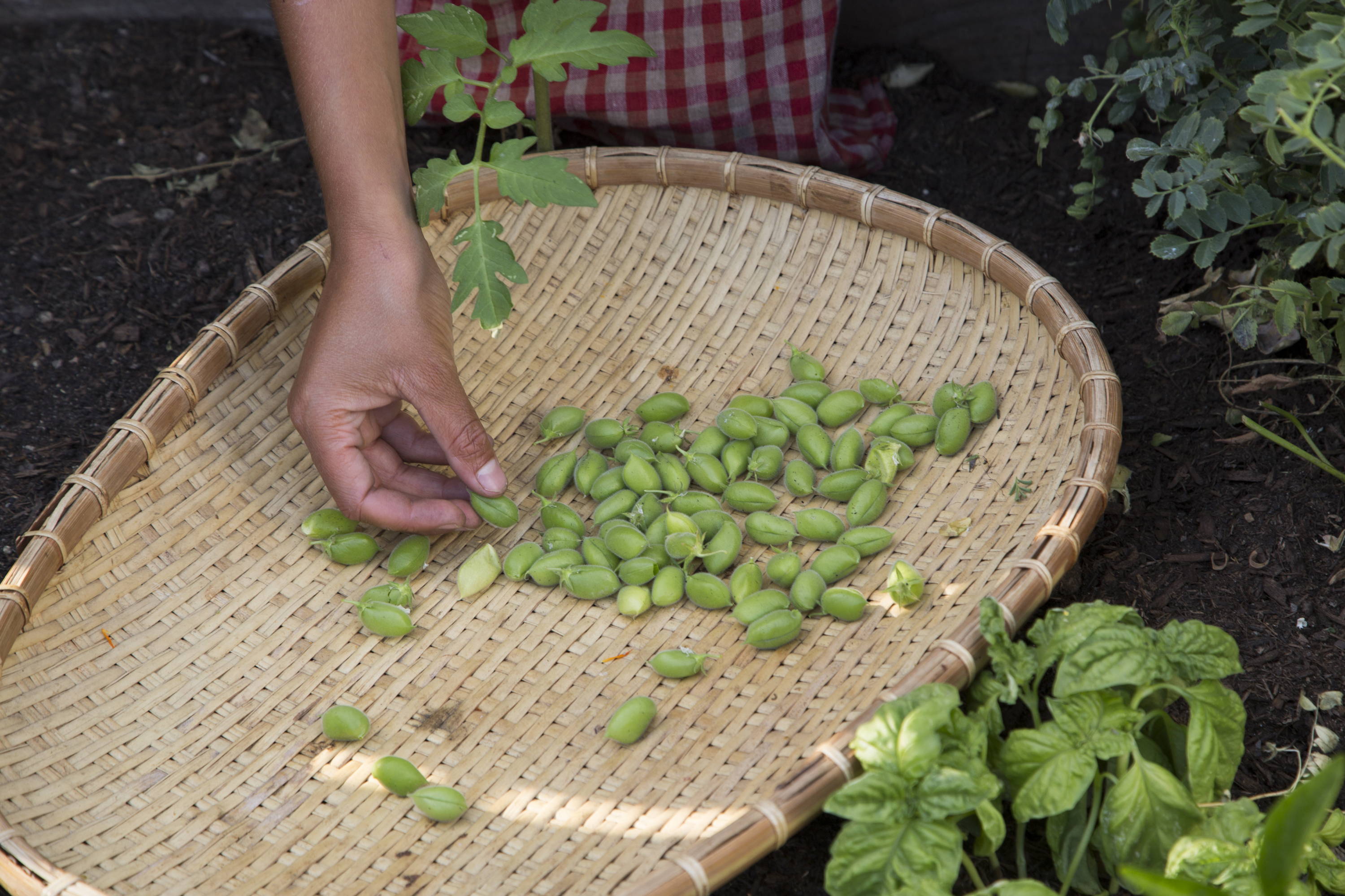 Sorting and cleaning harvested food