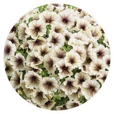 Photo of tons of Supertunia® Latte™ Petunia blooms