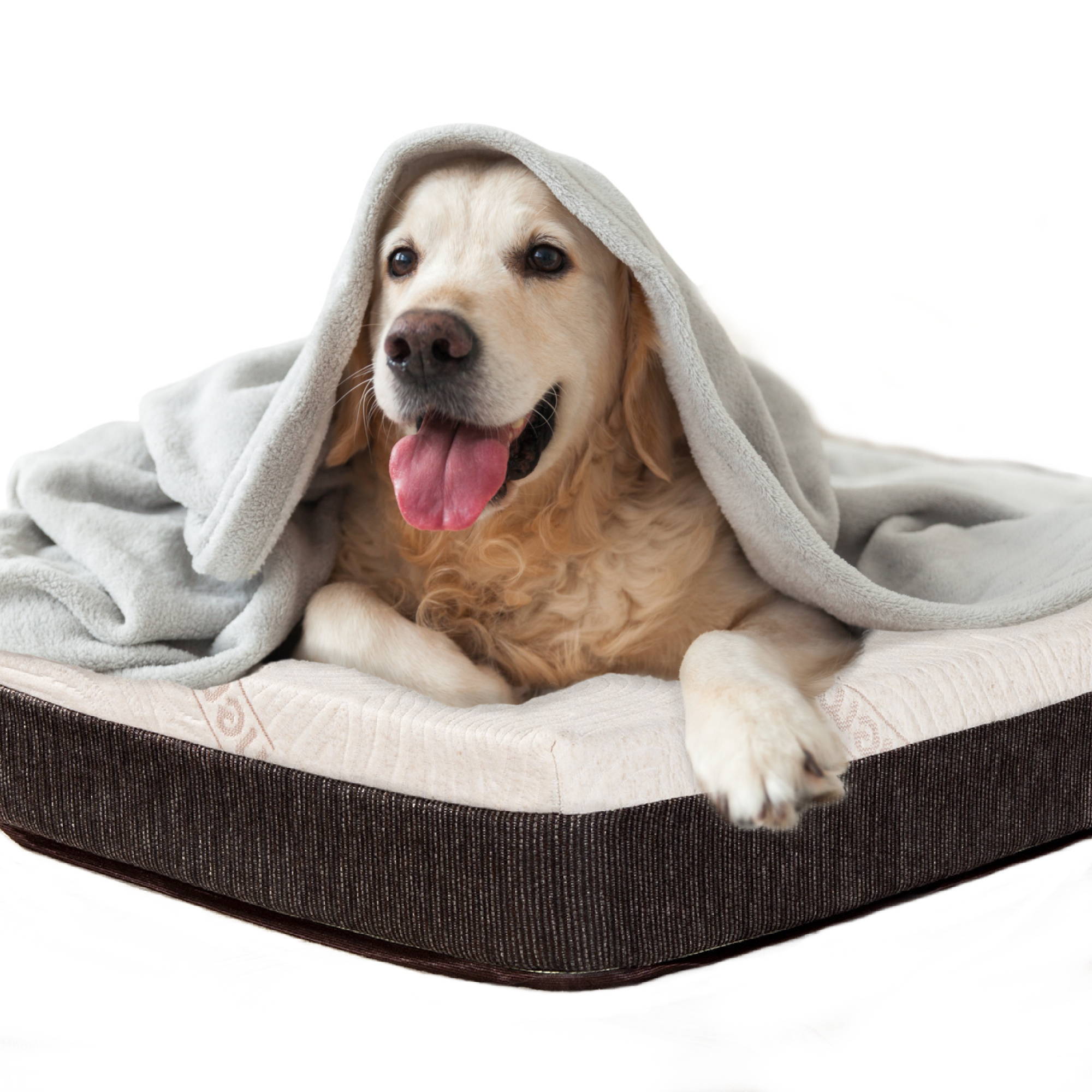 Happy Golden Retriever under a blanket on a CBD and copper infused pet bed.
