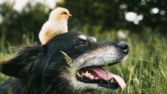 Baby chicken sitting on a black and white dog's head in a field