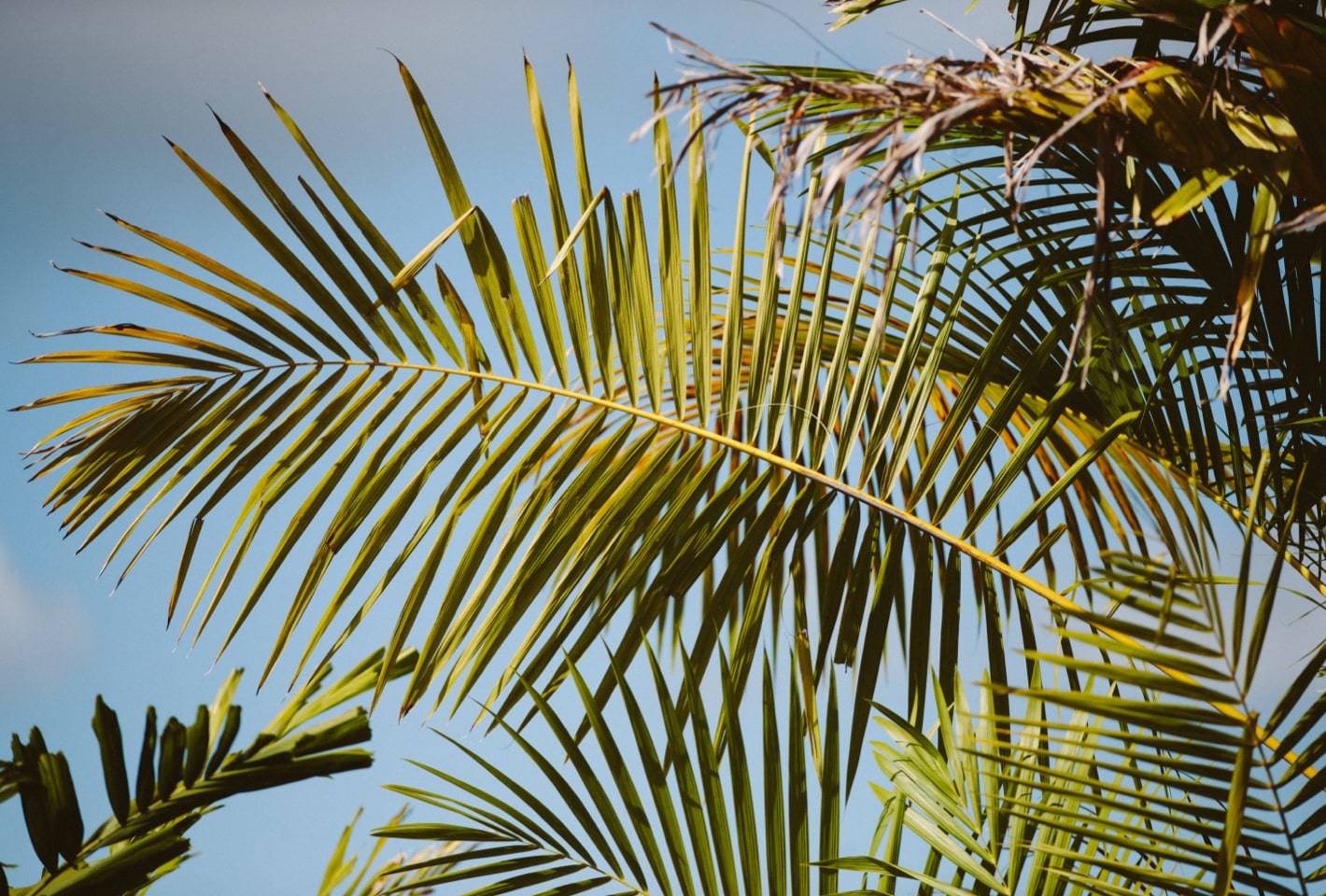 Hawaii palm trees