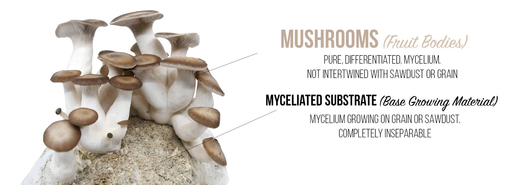 mushroom fruit bodies vs. myceliated substrate