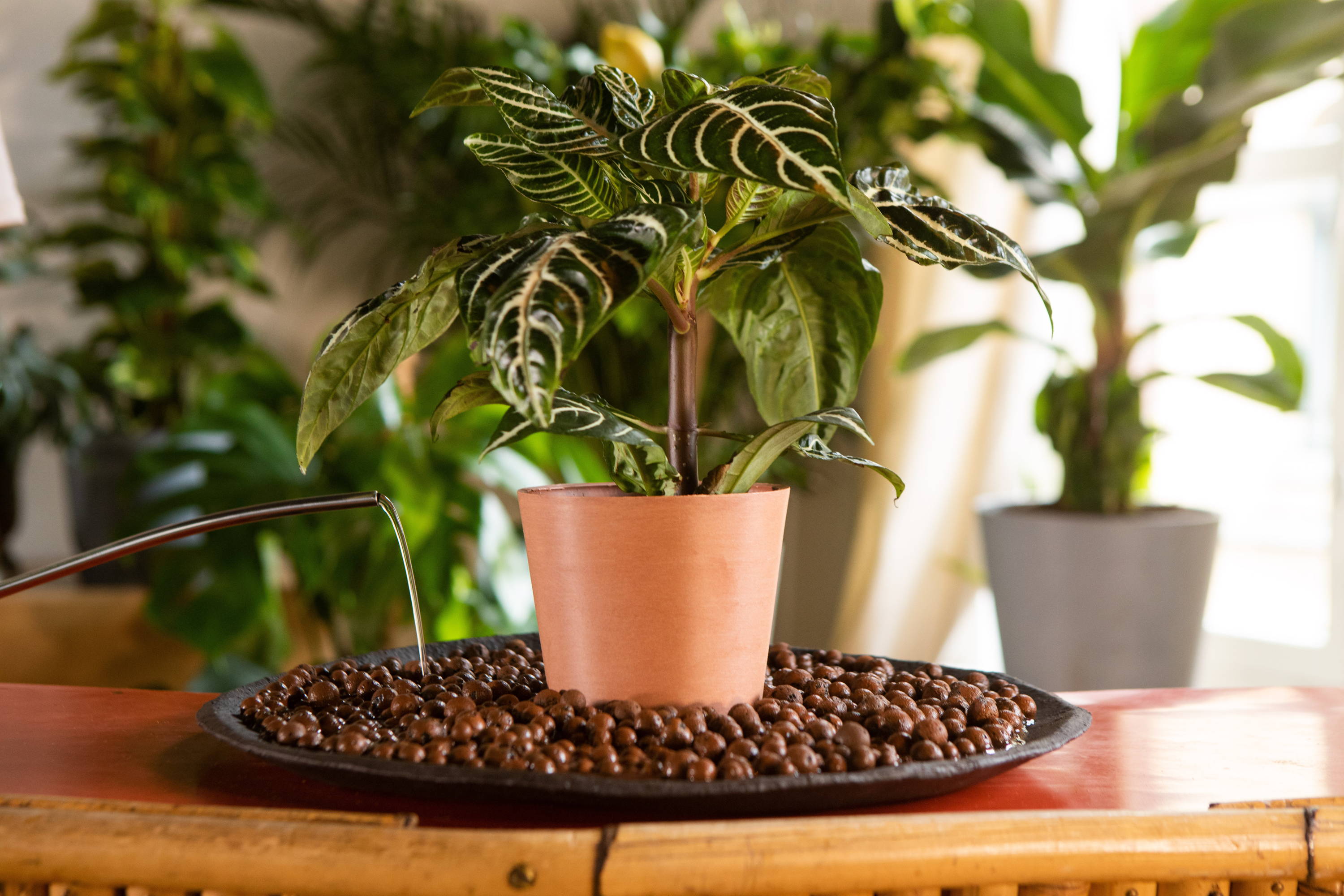 La climatisation est elle néfaste pour nos plantes? France