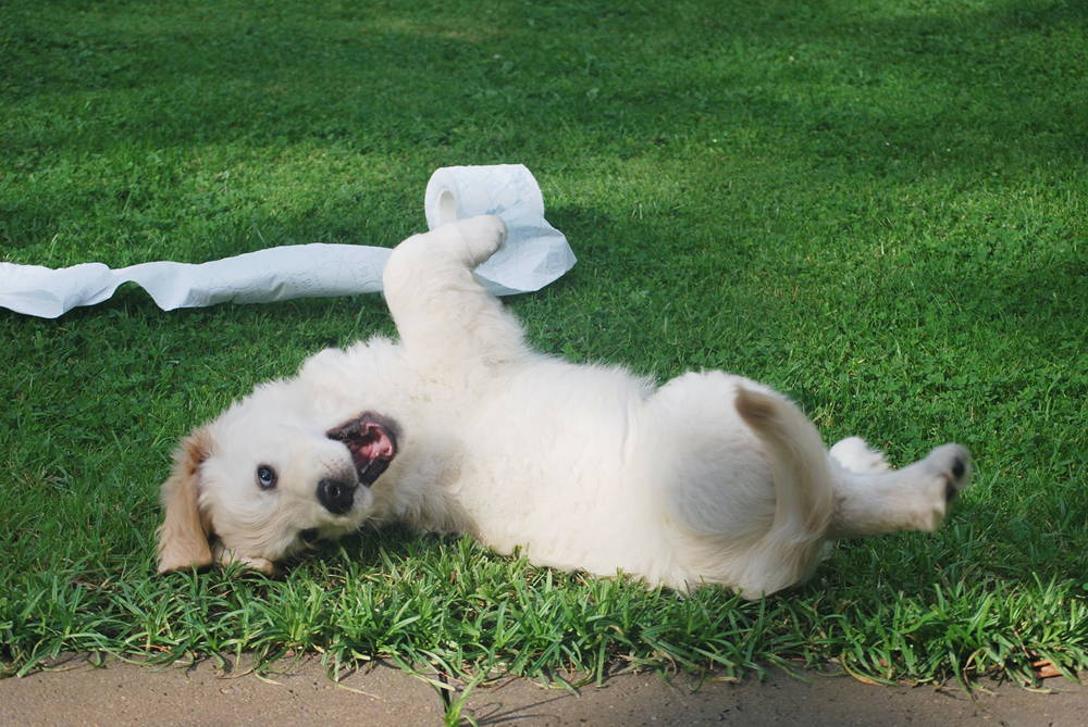 A dog rolling around on the grass