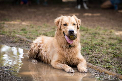 Letting your dog roll around in dirt exposes them to new bacteria. The more diverse the bacterial communities are the better for your dog. 