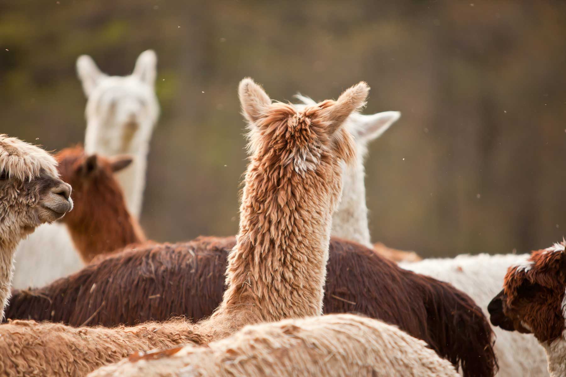 A group of llamas seen from behind in a natural setting.