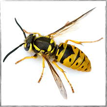 Jump down to Eastern Yellowjacket