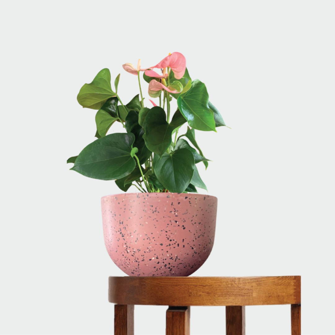 Pink Anthurium and Pot Gift from The Good Plant Co