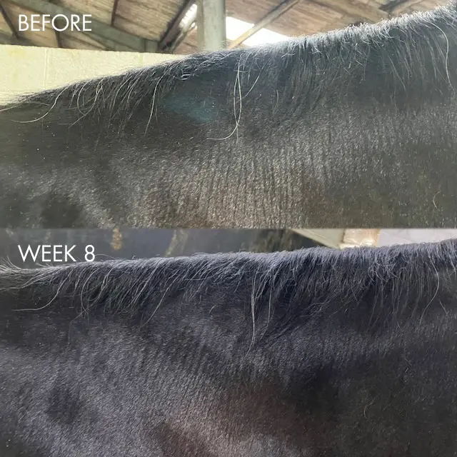 Comparison of horse mane growth: Before and Week 8.