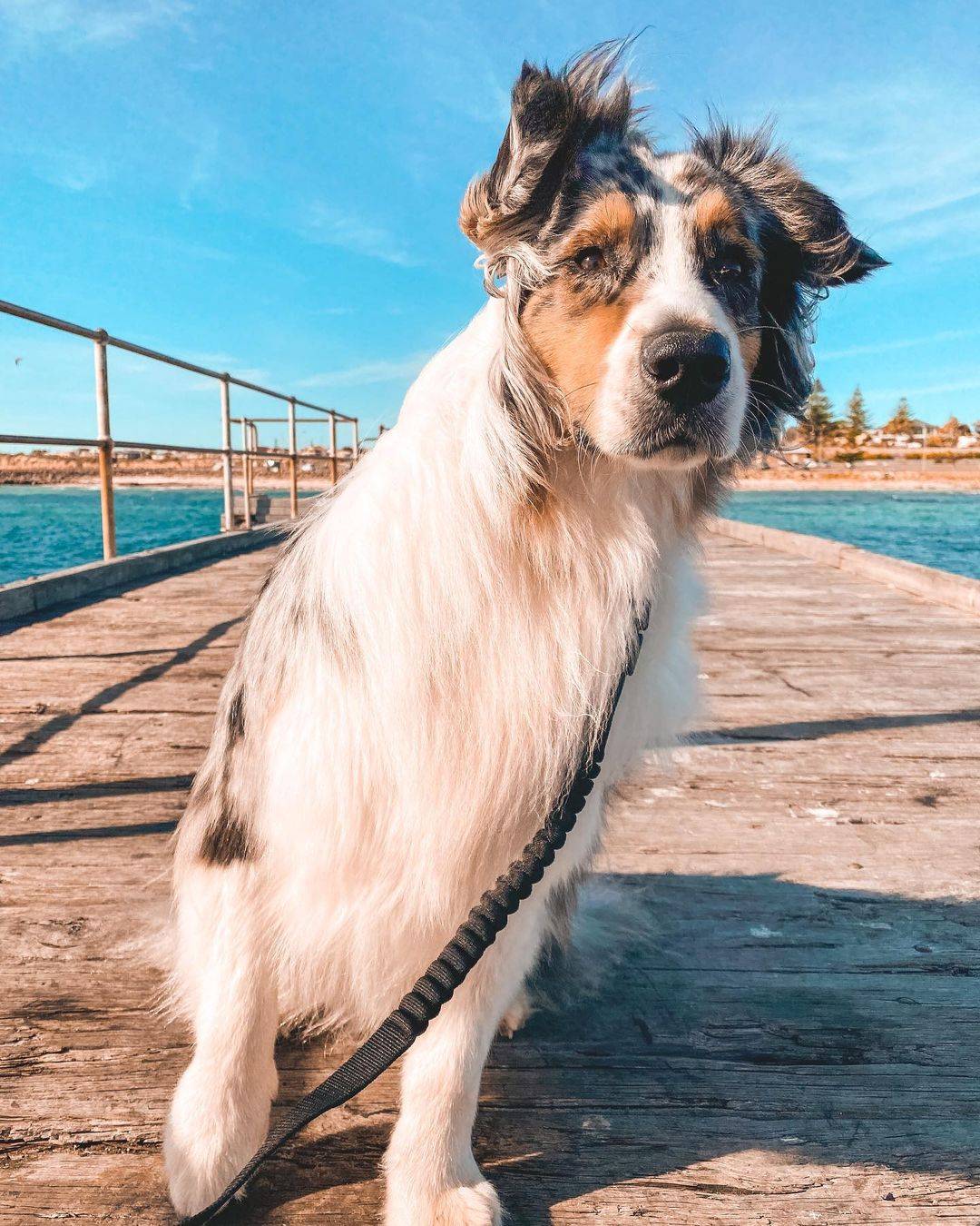 Moonta Bay Holiday Park, Dog friendly stays in South Australia