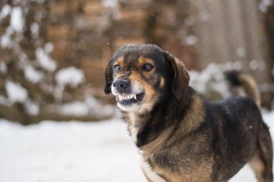 a black and tan dog outside in the snow w in snow with lips snarrled 