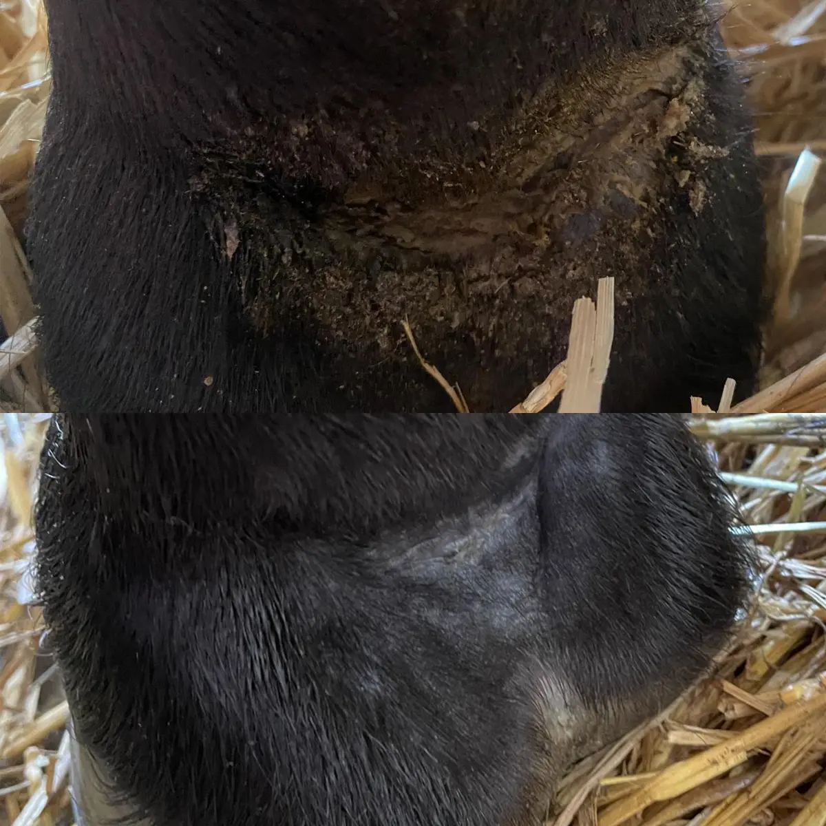 CandK Amy Miller Before & After