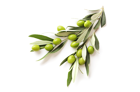 Olive Leaf Extract