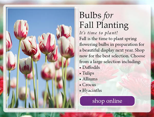 Bulbs for Fall Planting – It’s time to plant! Fall is the time to plant spring flowering bulbs in preparation for a beautiful display next year. Shop now for the best selection! Choose from a large selection including: Daffodils, Tulips, Alliums, Crocus and Hyacinths | click to shop online