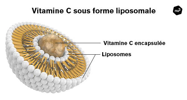 Vitamine C liposomale - Explications