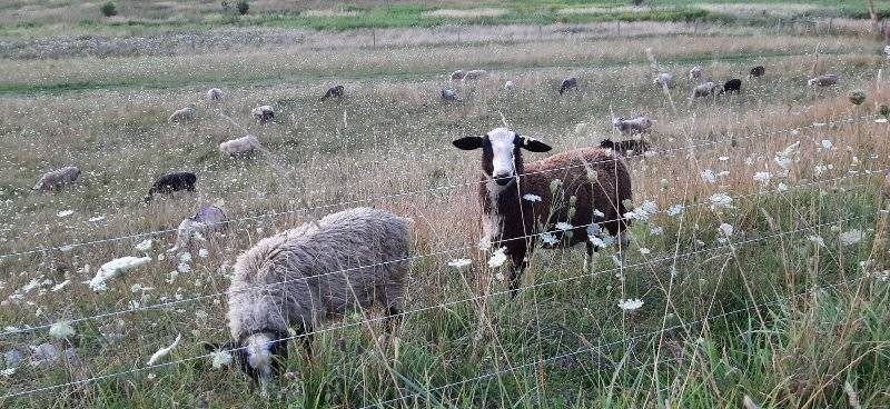 Milk sheep grazing in field