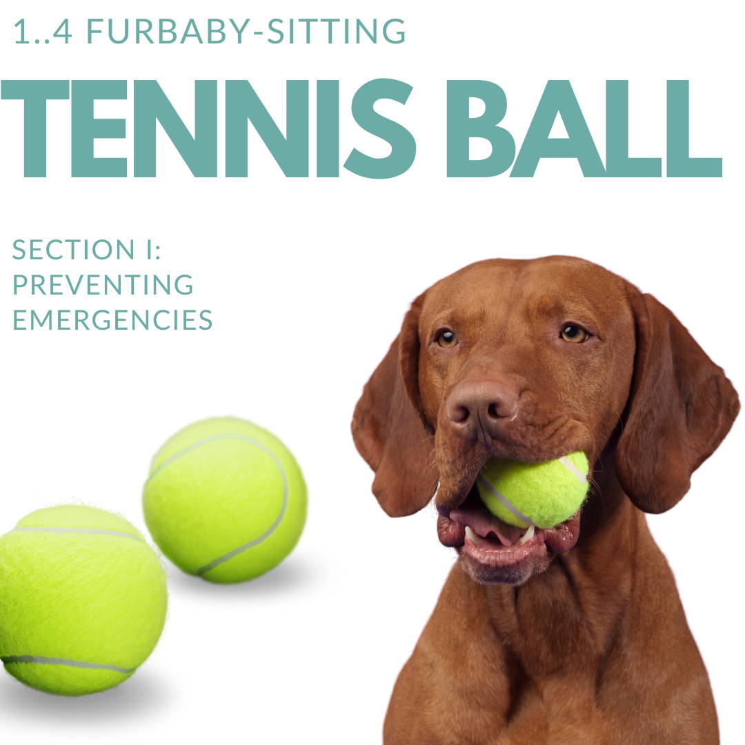 https://twintreesvet.com/blogs/vet-talk/q-my-dog-ate-part-of-a-tennis-ball-what-do-i-do