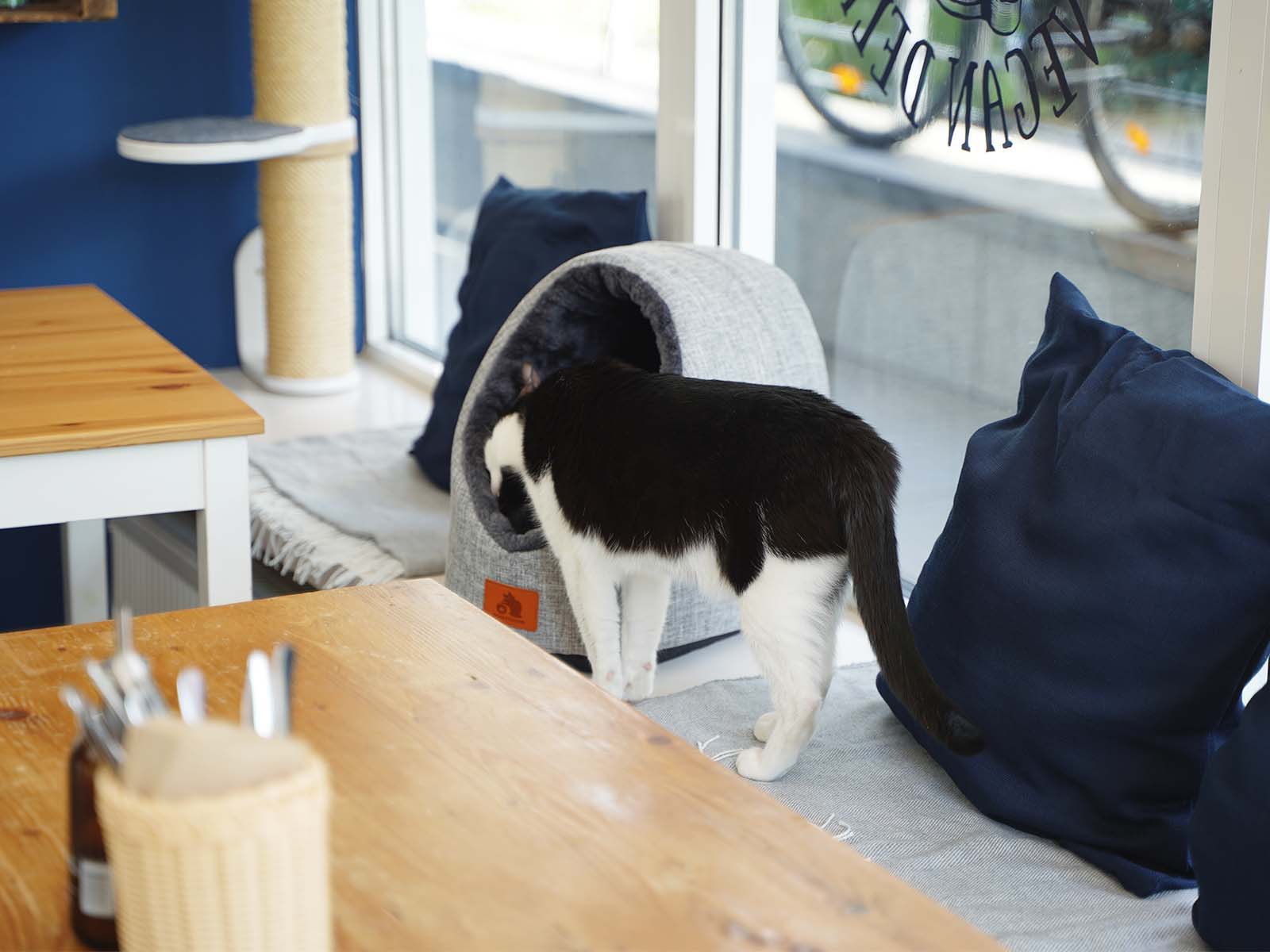 Im Katzencafé sind überall Katzenschlafplätze verteilt