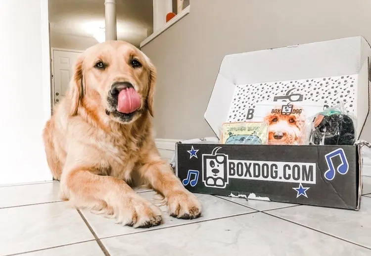 Take 50% Off FIRST BoxDog Subs...