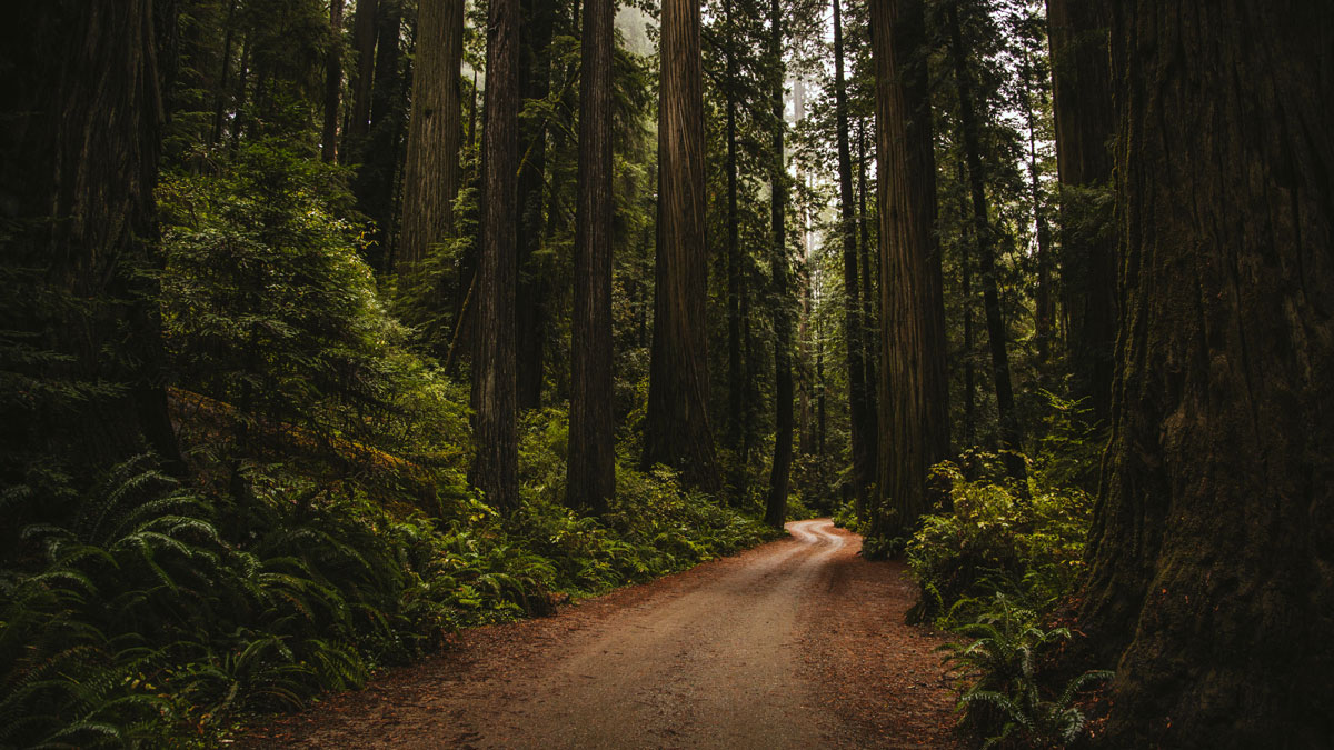 Trail going through dense, green forest.