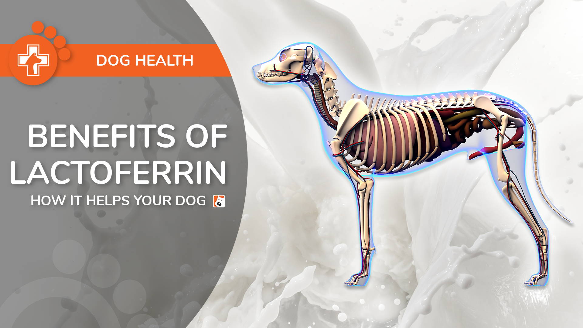 Benefits of Lactoferrin For Your Dog