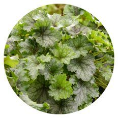 Plant Highlight of Fun and Games® 'Shadow Tag' Foamy Bells