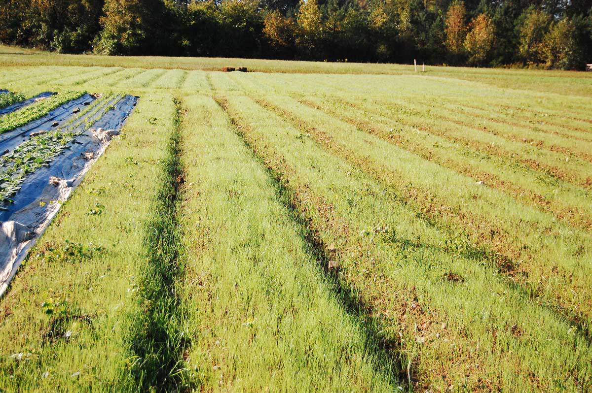 A field prior to the No-Till method