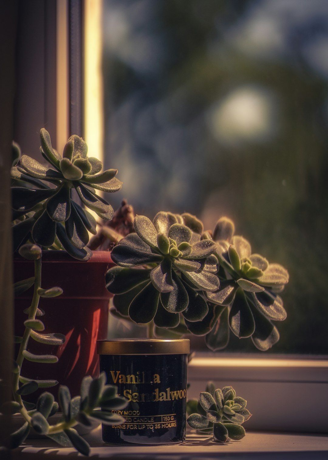 green succulent plant on red ceramic pot